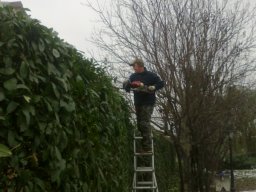 Potatura degli alberi